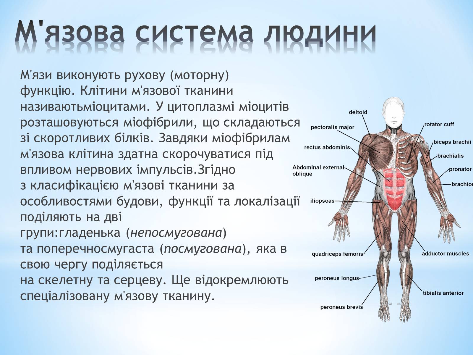 Презентація на тему «Будова організму людини» - Слайд #4 Презентація на тему «Будова організму людини» - Слайд #4