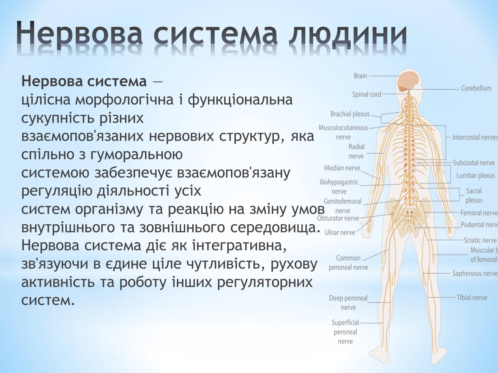 Презентація на тему «Будова організму людини» - Слайд #5 Презентація на тему «Будова організму людини» - Слайд #5
