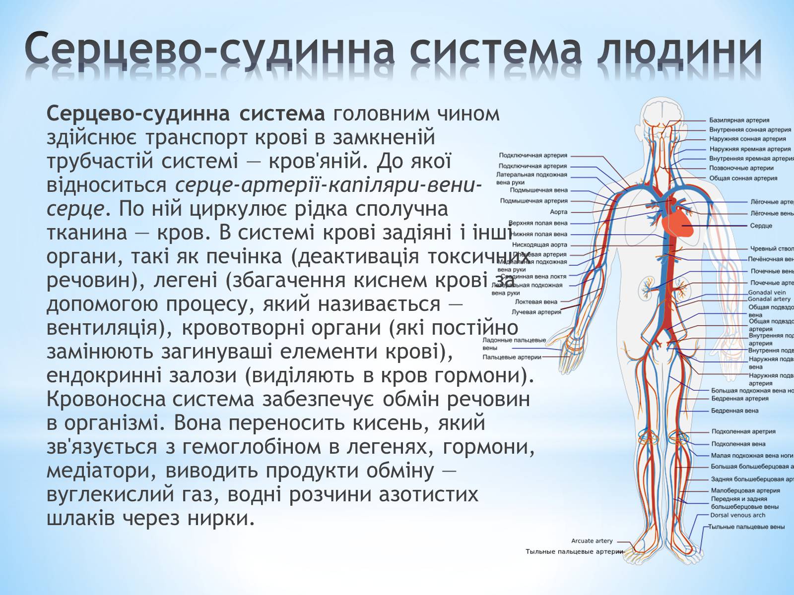 Презентація на тему «Будова організму людини» - Слайд #6 Презентація на тему «Будова організму людини» - Слайд #6