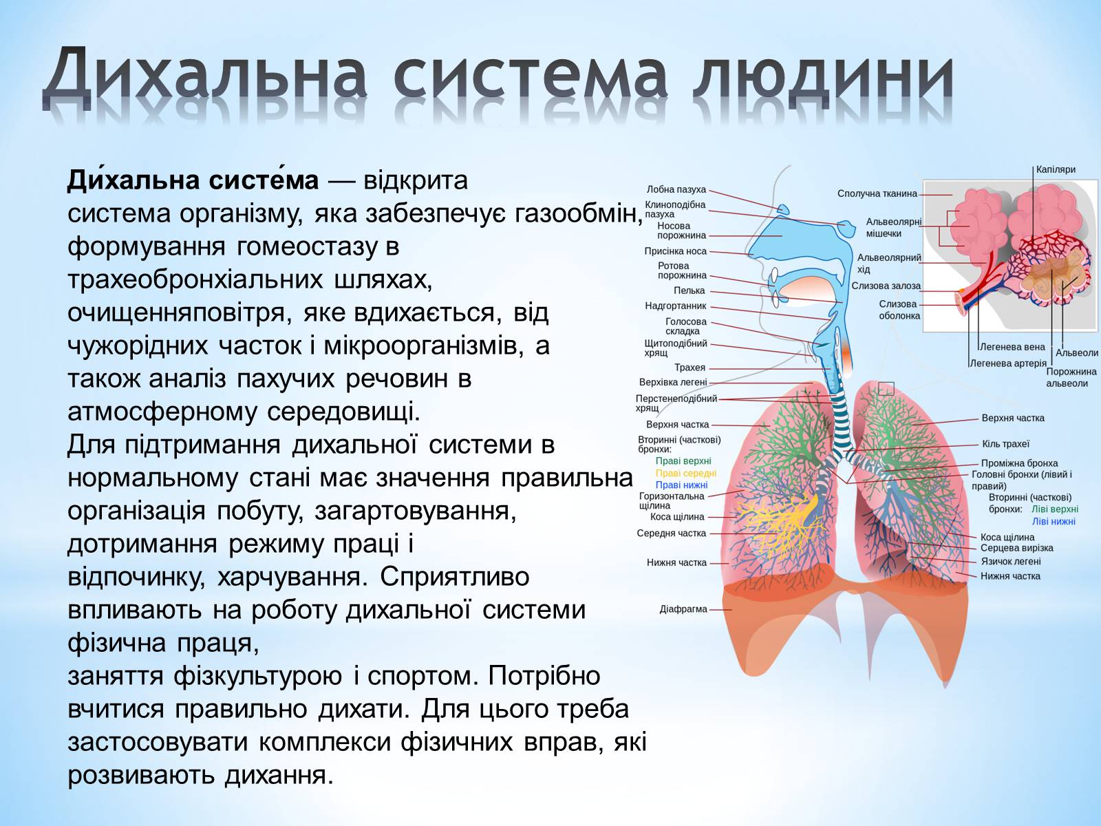Презентація на тему «Будова організму людини» - Слайд #7 Презентація на тему «Будова організму людини» - Слайд #7