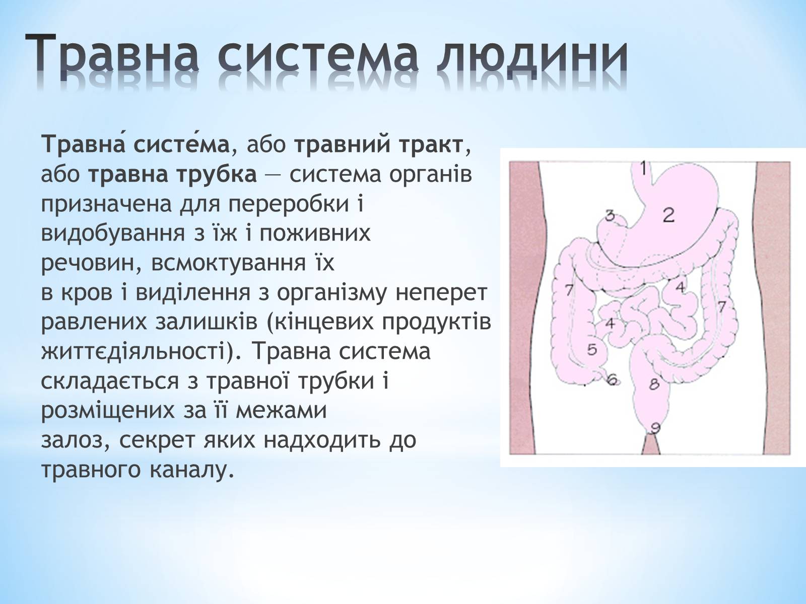 Презентація на тему «Будова організму людини» - Слайд #8 Презентація на тему «Будова організму людини» - Слайд #8