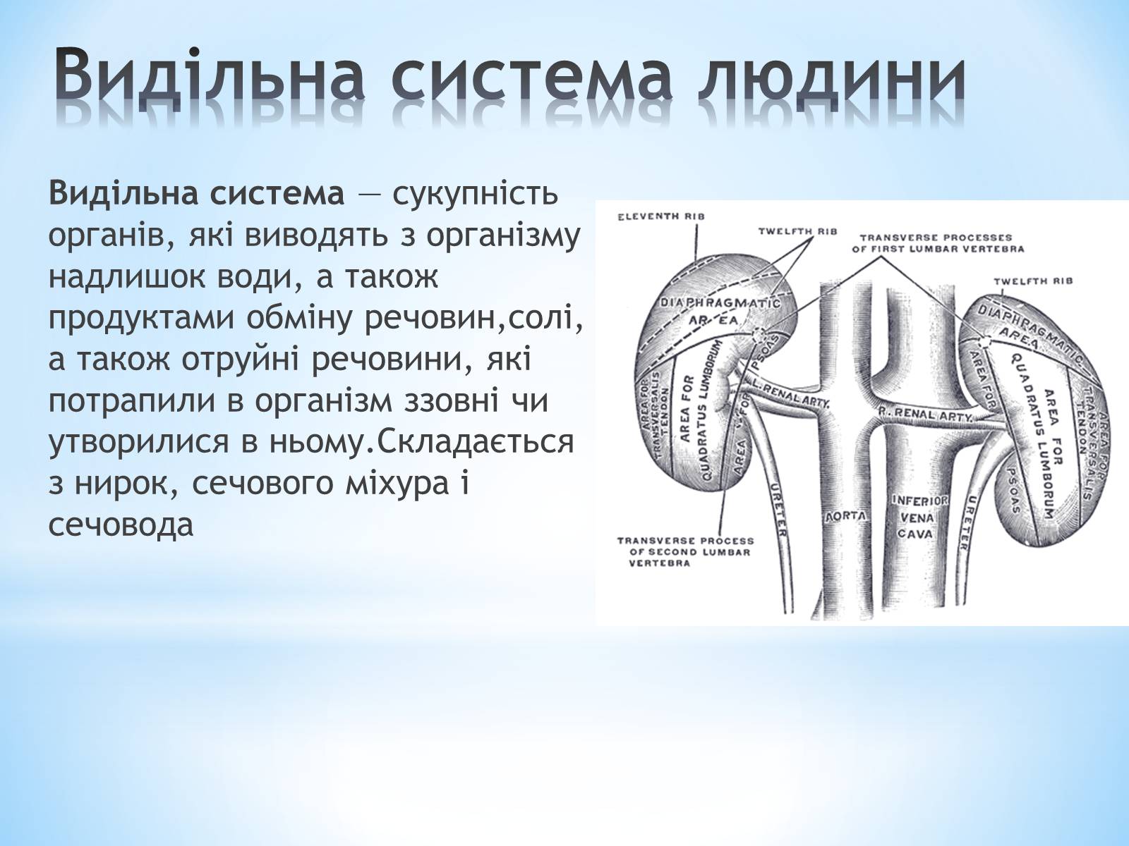 Презентація на тему «Будова організму людини» - Слайд #9 Презентація на тему «Будова організму людини» - Слайд #9