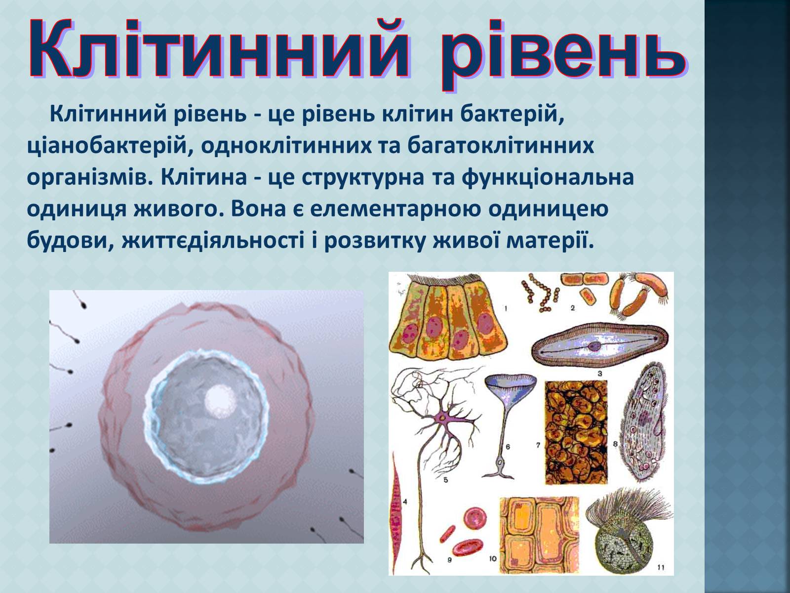 Презентація на тему «Рівні організації живої матерії» (варіант 1) - Слайд #5 Презентація на тему «Рівні організації живої матерії» (варіант 1) - Слайд #5
