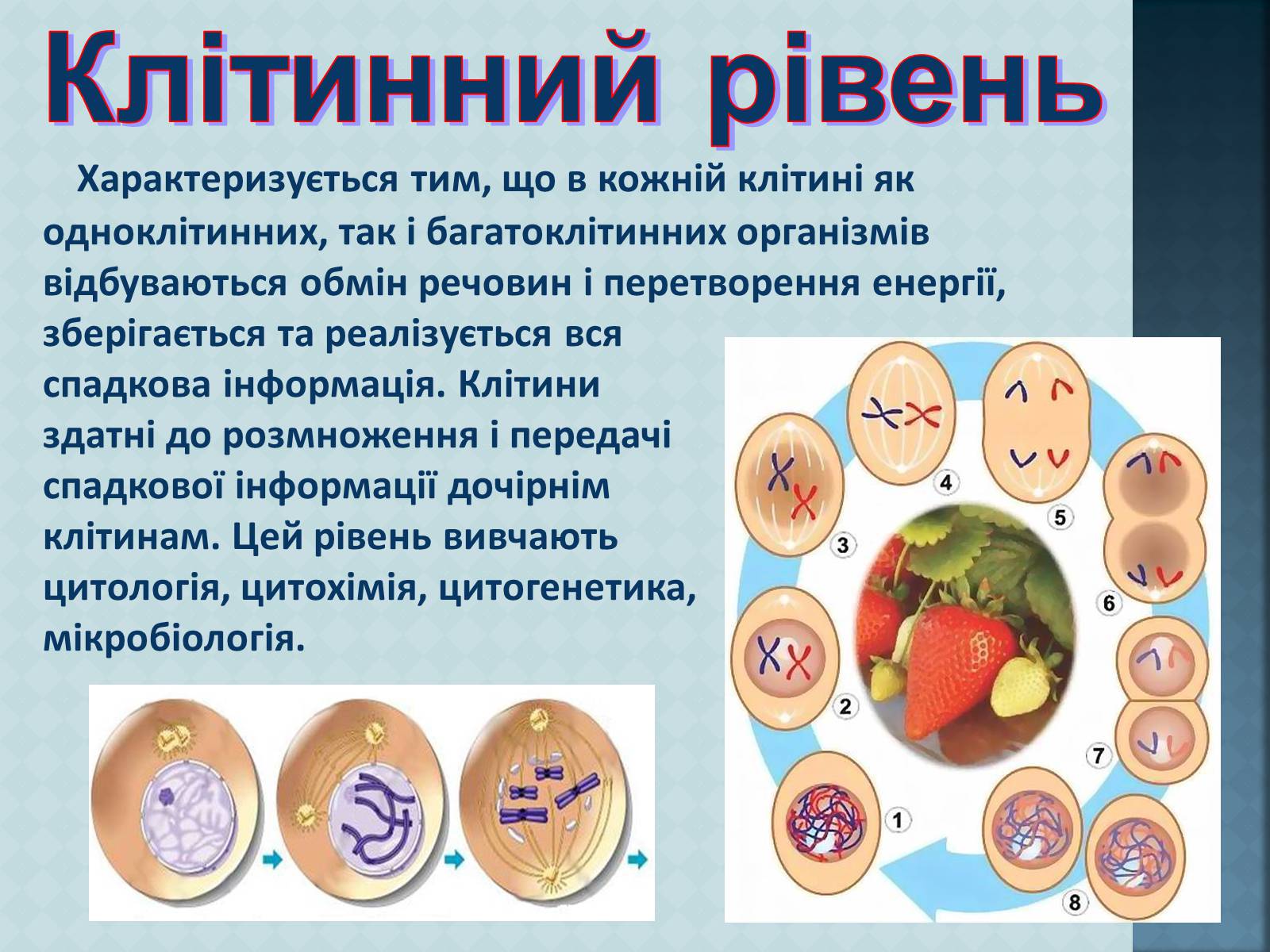 Презентація на тему «Рівні організації живої матерії» (варіант 1) - Слайд #6 Презентація на тему «Рівні організації живої матерії» (варіант 1) - Слайд #6