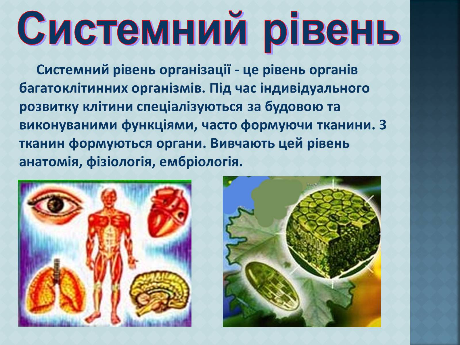 Презентація на тему «Рівні організації живої матерії» (варіант 1) - Слайд #8 Презентація на тему «Рівні організації живої матерії» (варіант 1) - Слайд #8
