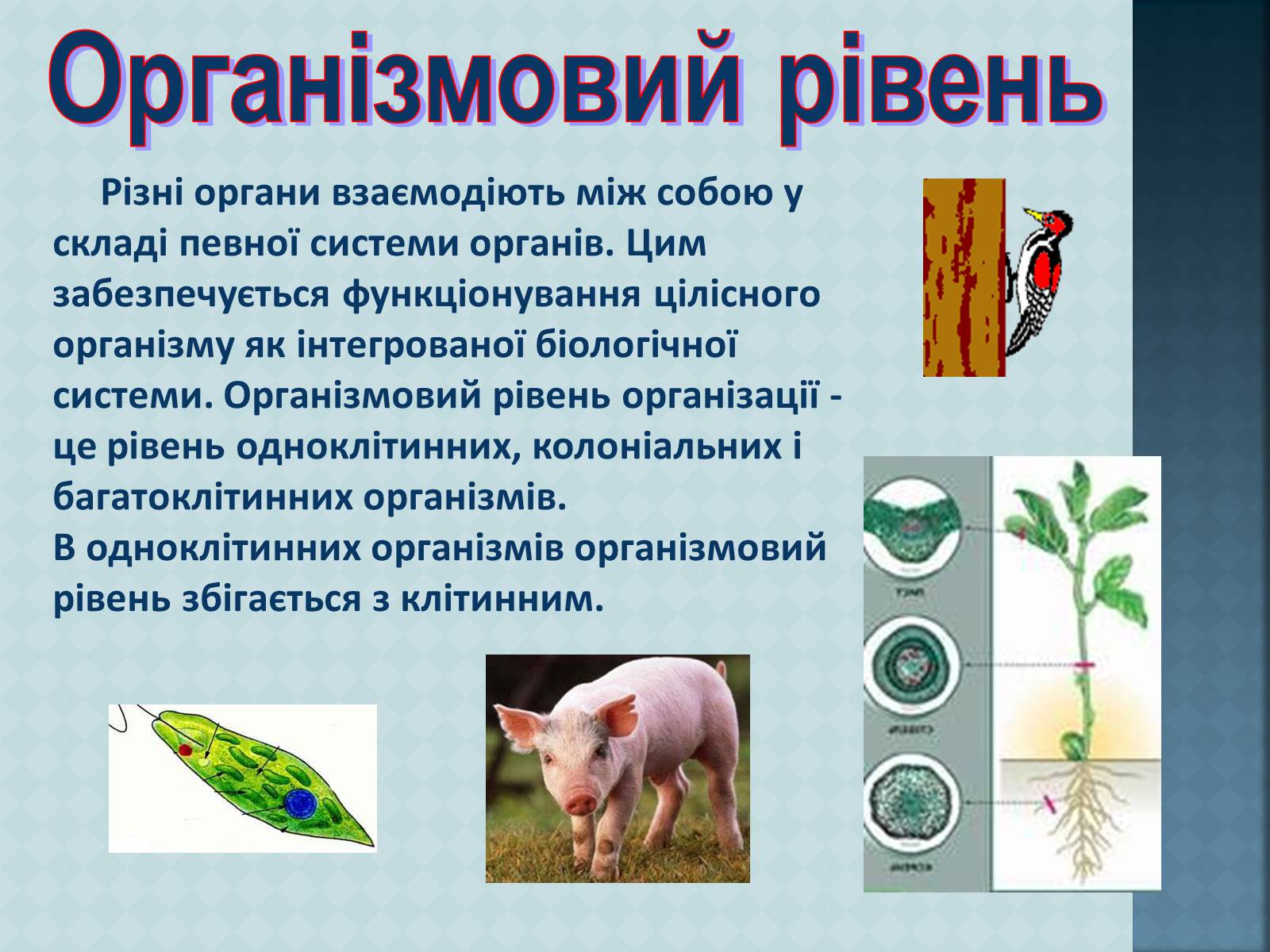Презентація на тему «Рівні організації живої матерії» (варіант 1) - Слайд #9 Презентація на тему «Рівні організації живої матерії» (варіант 1) - Слайд #9
