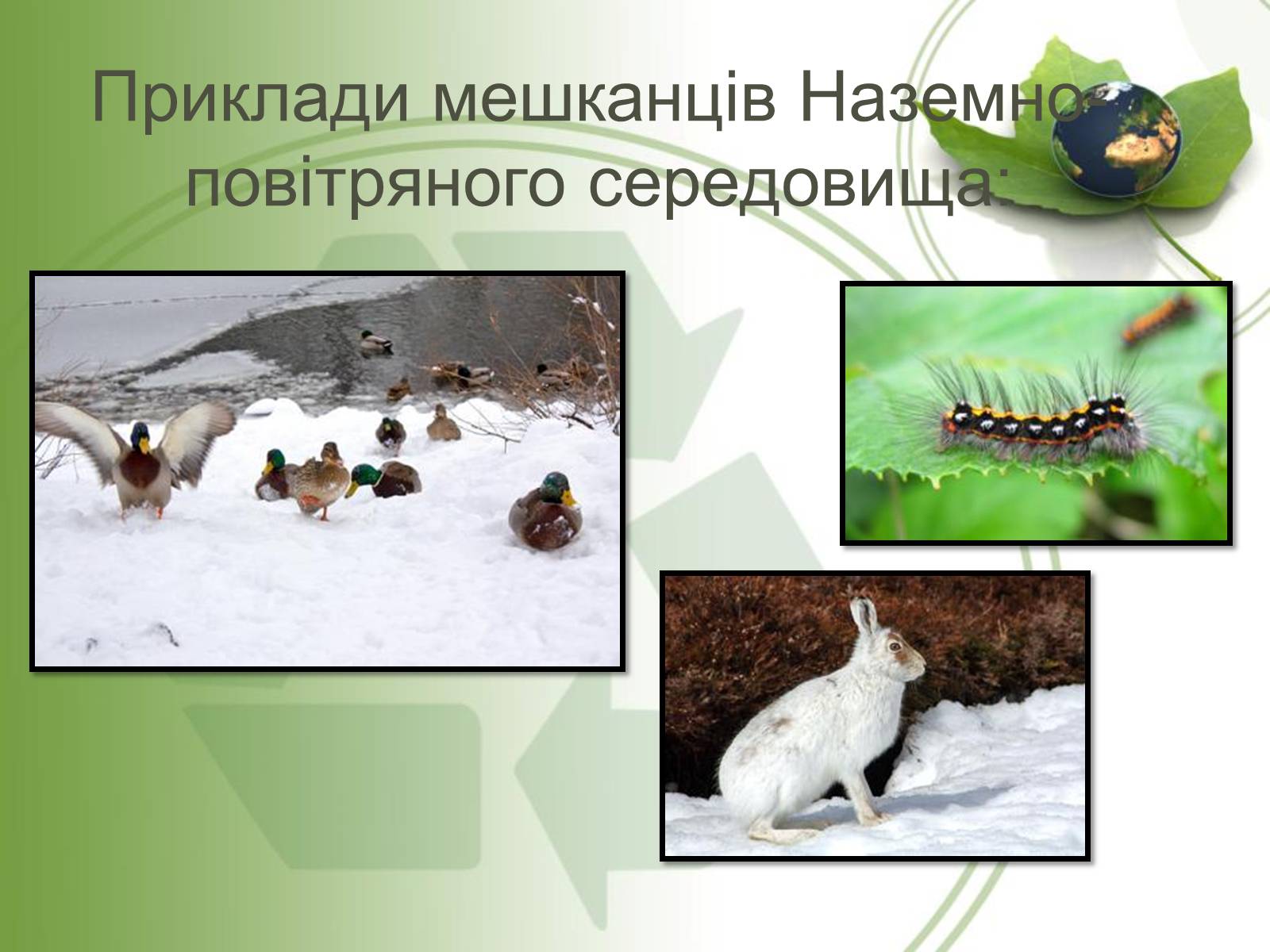 Презентація на тему «Середовище проживання живих організмів» - Слайд #7 Презентація на тему «Середовище проживання живих організмів» - Слайд #7
