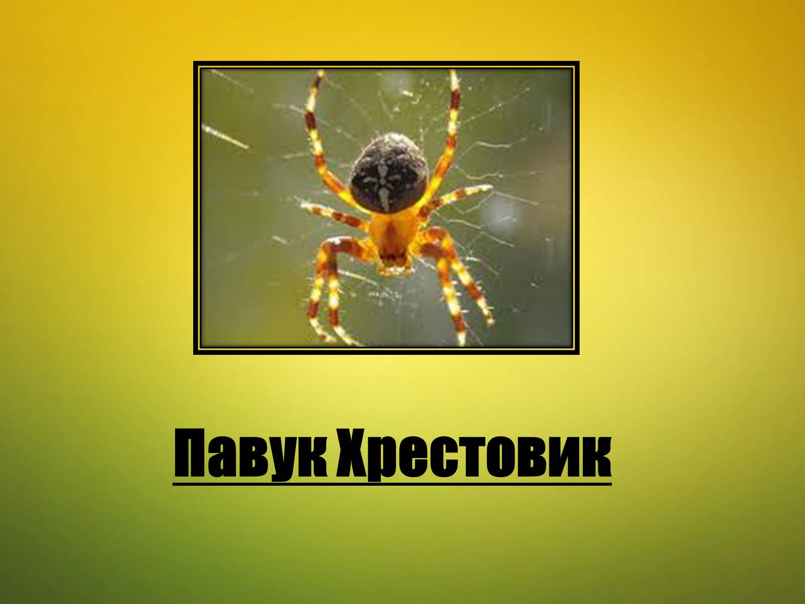 Презентація на тему «Павук Хрестовик» - Слайд #1 Презентація на тему «Павук Хрестовик» - Слайд #1