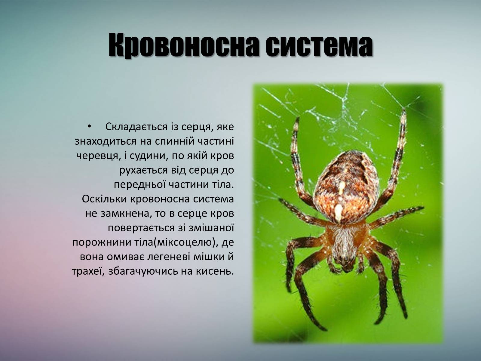 Презентація на тему «Павук Хрестовик» - Слайд #10 Презентація на тему «Павук Хрестовик» - Слайд #10