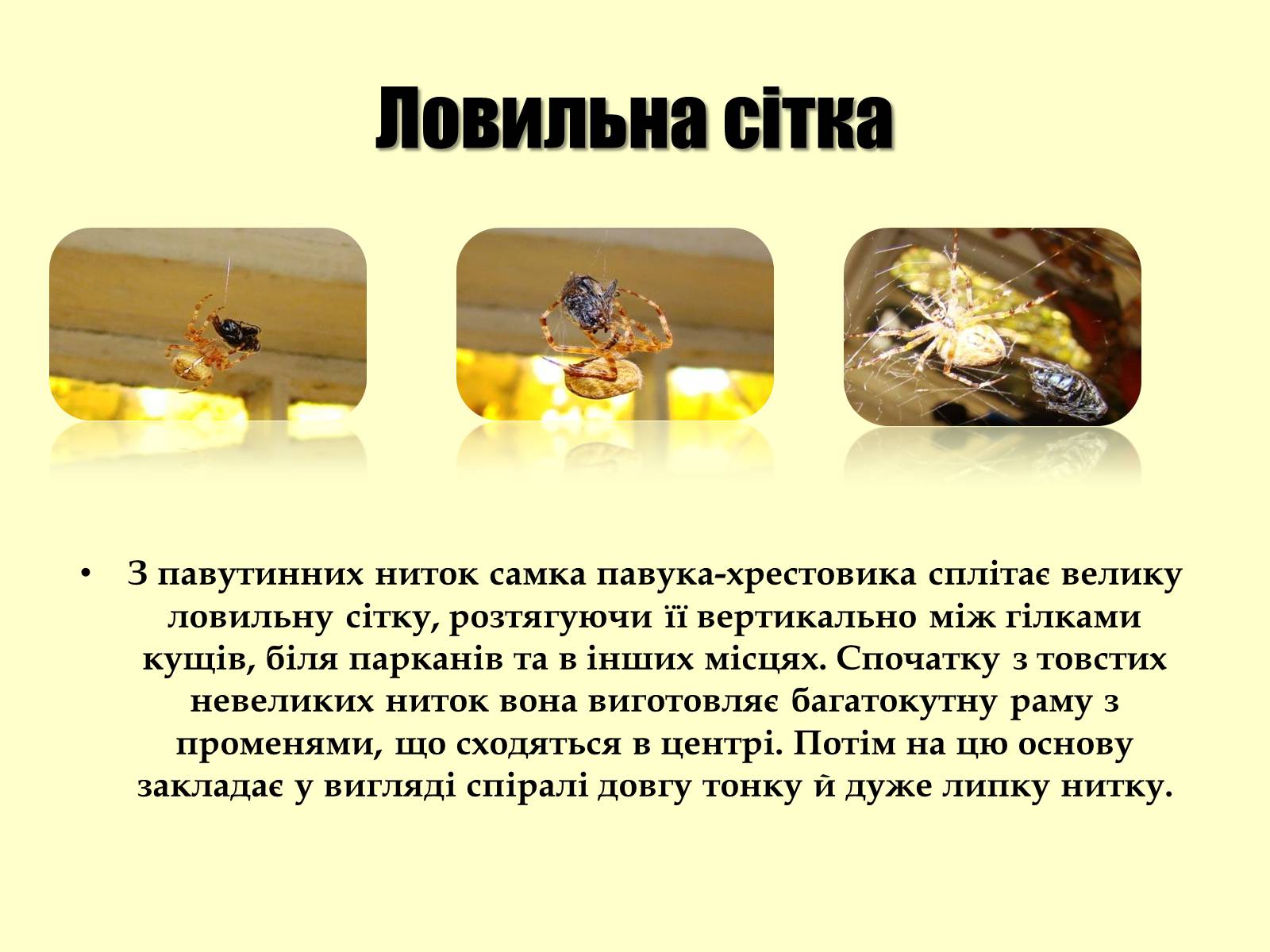 Презентація на тему «Павук Хрестовик» - Слайд #12 Презентація на тему «Павук Хрестовик» - Слайд #12