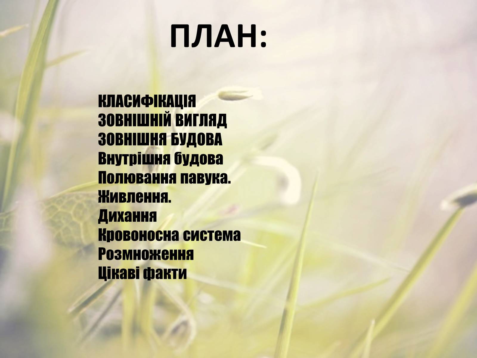 Презентація на тему «Павук Хрестовик» - Слайд #2 Презентація на тему «Павук Хрестовик» - Слайд #2