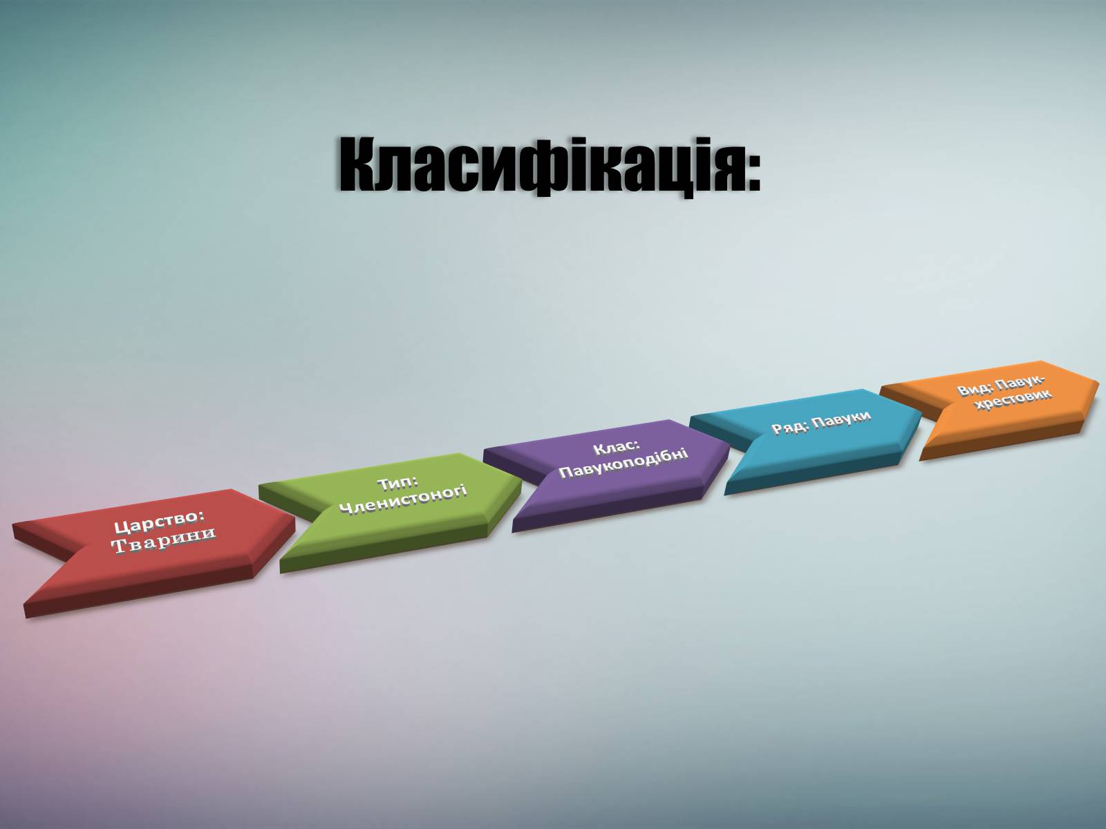 Презентація на тему «Павук Хрестовик» - Слайд #3 Презентація на тему «Павук Хрестовик» - Слайд #3
