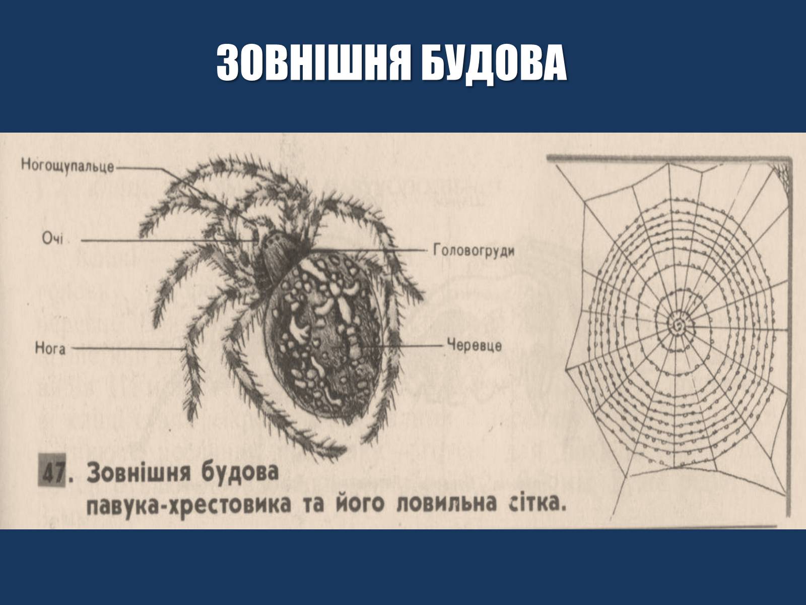 Презентація на тему «Павук Хрестовик» - Слайд #5 Презентація на тему «Павук Хрестовик» - Слайд #5