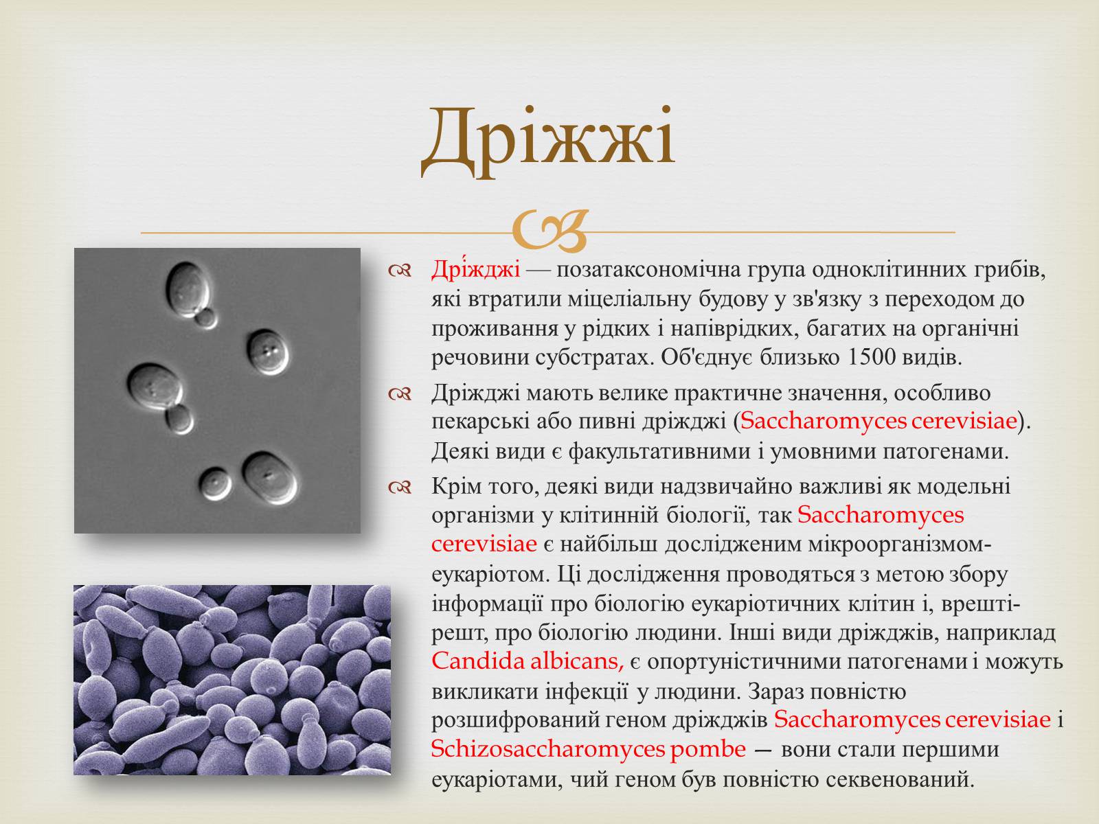 Презентація на тему «Мікробіологічна промисловість» - Слайд #13 Презентація на тему «Мікробіологічна промисловість» - Слайд #13