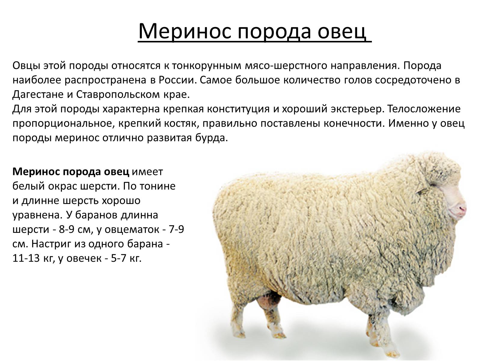 Презентація на тему «Породы овец» - Слайд #10 Презентація на тему «Породы овец» - Слайд #10