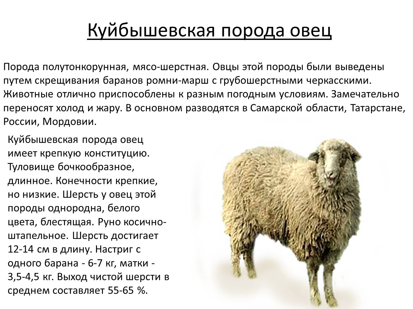 Презентація на тему «Породы овец» - Слайд #11 Презентація на тему «Породы овец» - Слайд #11