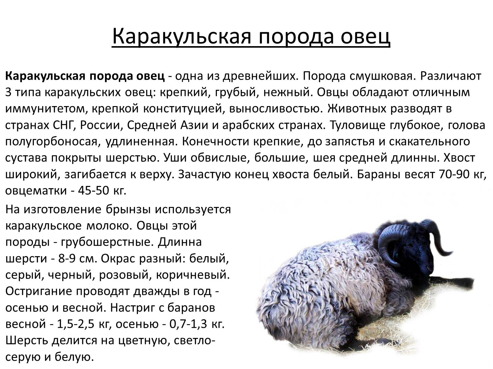 Презентація на тему «Породы овец» - Слайд #14 Презентація на тему «Породы овец» - Слайд #14