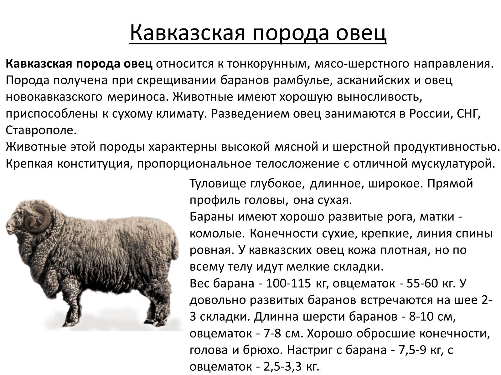 Презентація на тему «Породы овец» - Слайд #15 Презентація на тему «Породы овец» - Слайд #15