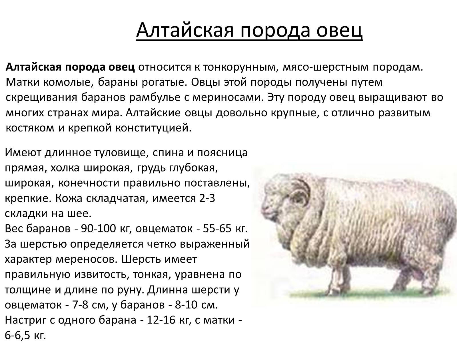 Презентація на тему «Породы овец» - Слайд #16 Презентація на тему «Породы овец» - Слайд #16