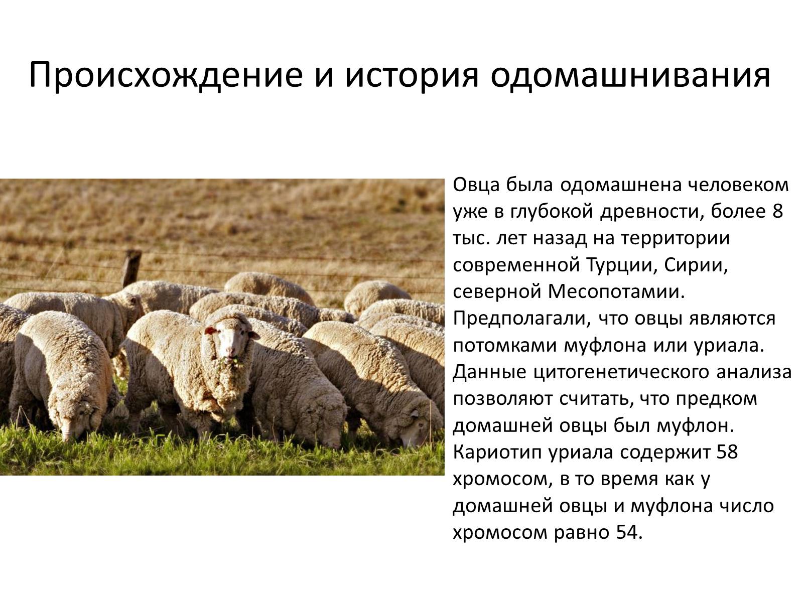 Презентація на тему «Породы овец» - Слайд #3 Презентація на тему «Породы овец» - Слайд #3