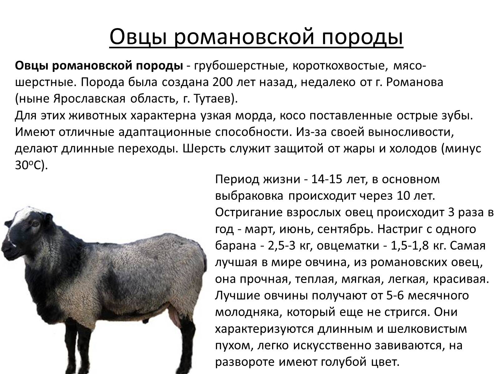 Презентація на тему «Породы овец» - Слайд #6 Презентація на тему «Породы овец» - Слайд #6