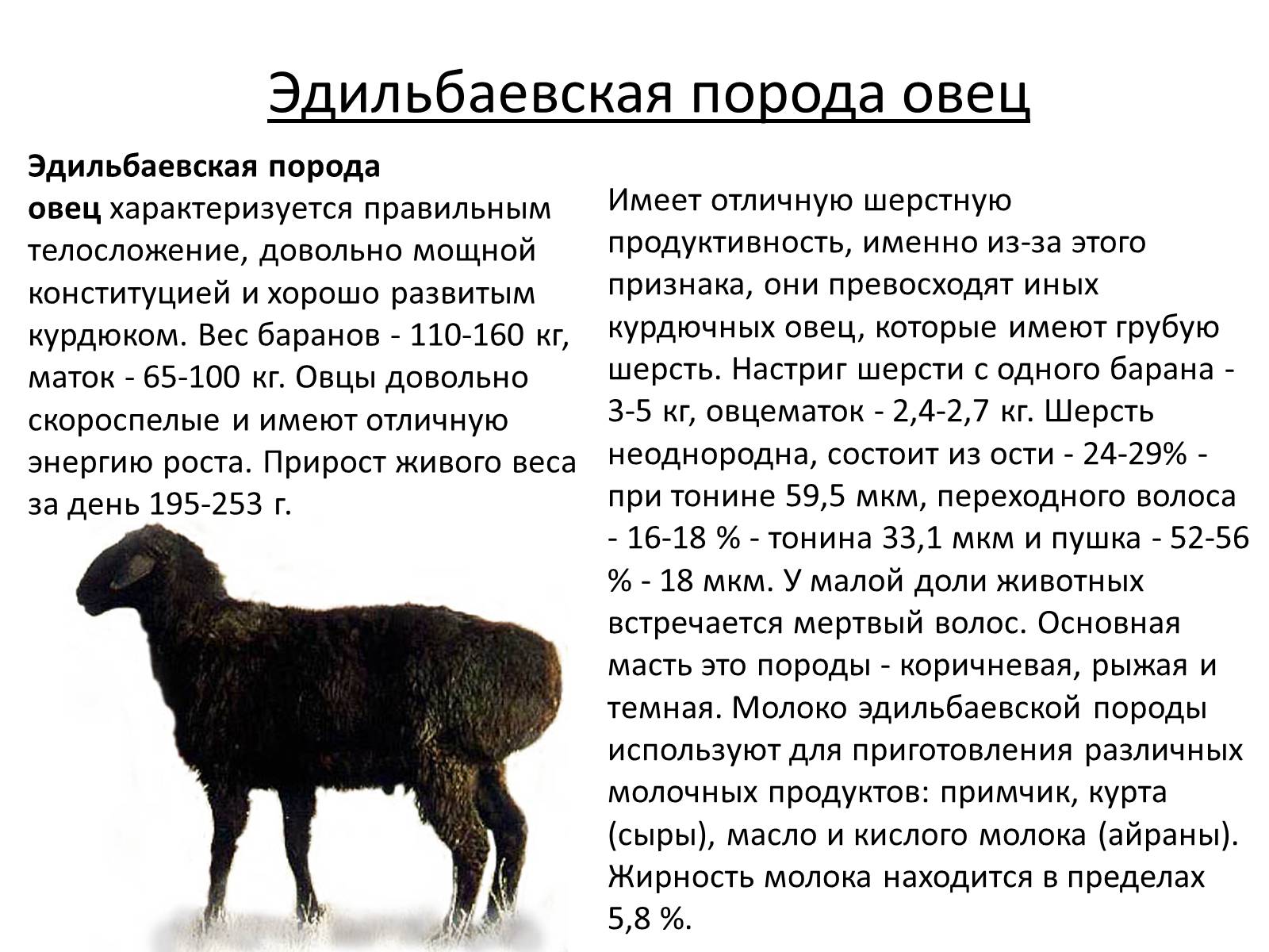 Презентація на тему «Породы овец» - Слайд #7 Презентація на тему «Породы овец» - Слайд #7