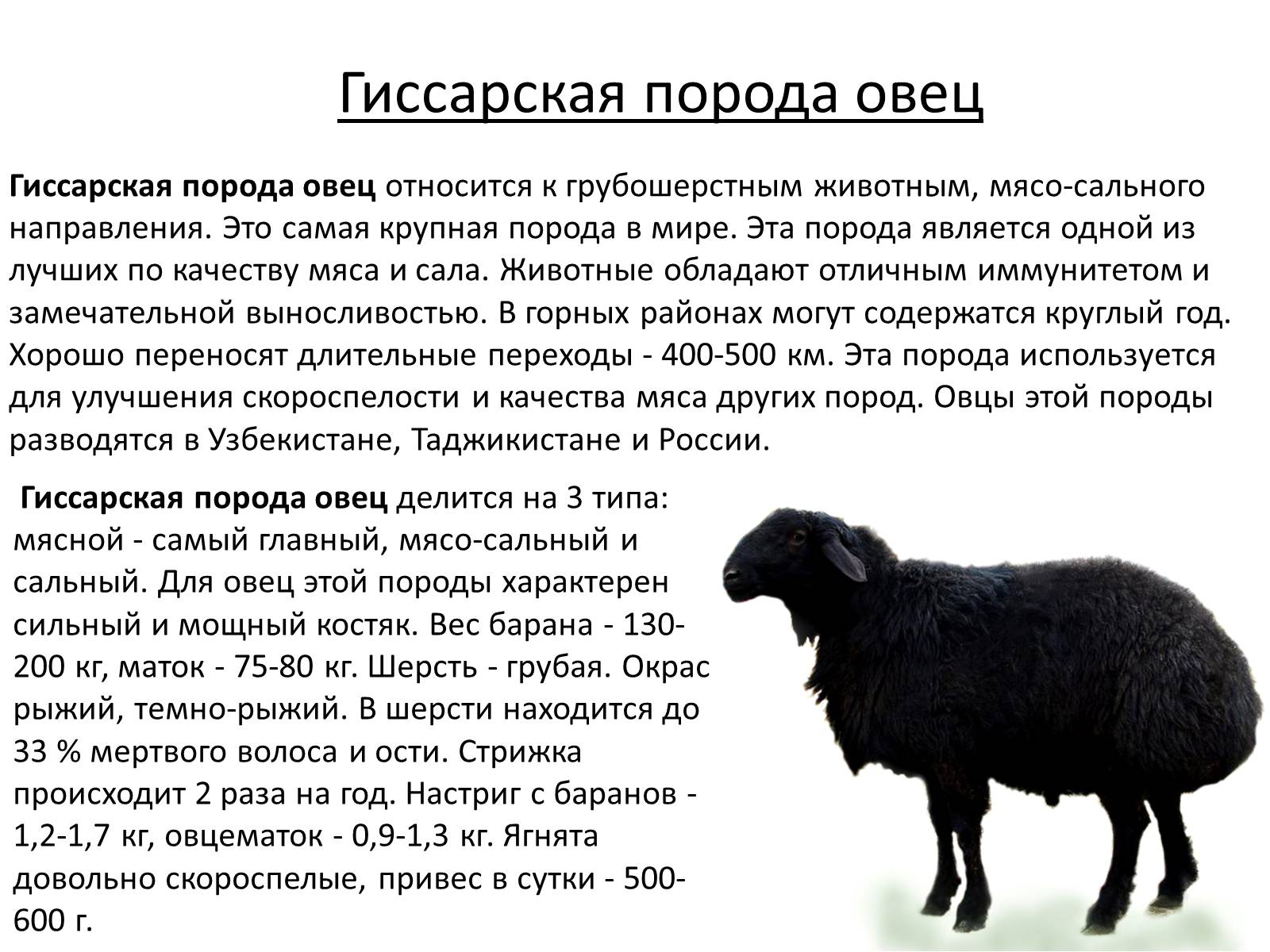 Презентація на тему «Породы овец» - Слайд #8 Презентація на тему «Породы овец» - Слайд #8