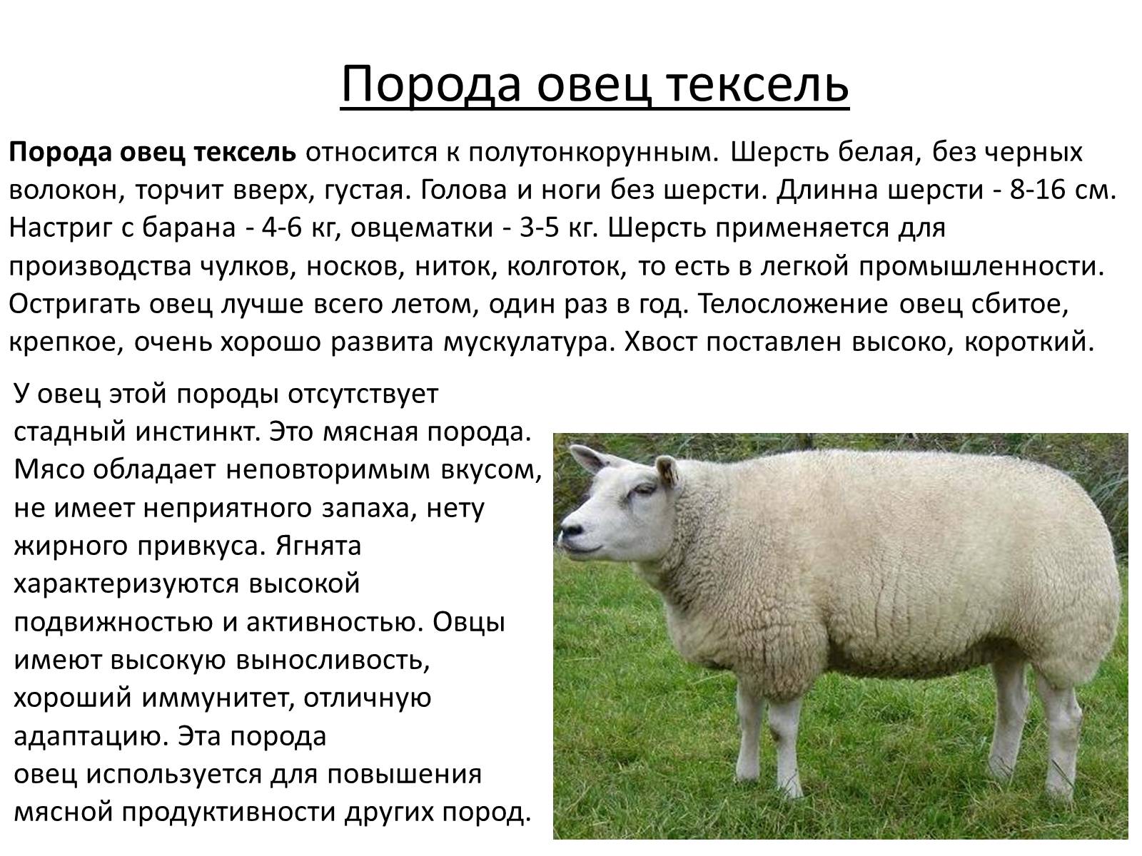 Презентація на тему «Породы овец» - Слайд #9 Презентація на тему «Породы овец» - Слайд #9