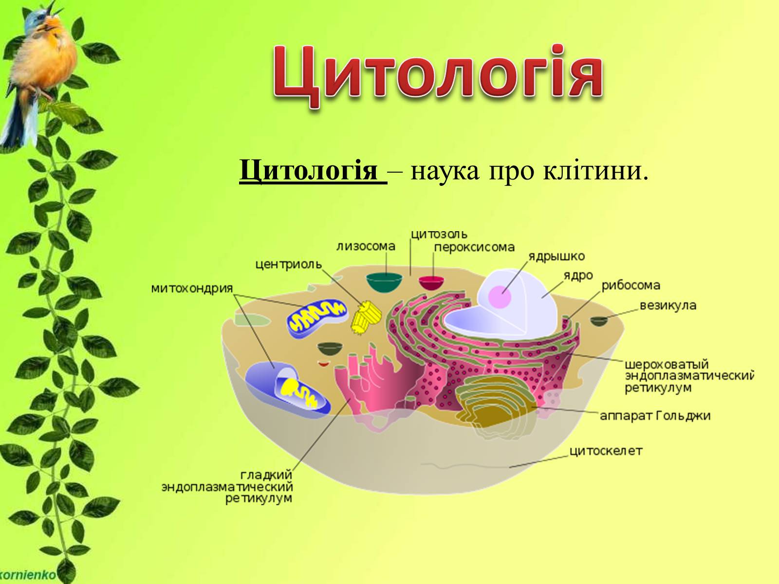 Презентація на тему «Біологічні науки» - Слайд #12 Презентація на тему «Біологічні науки» - Слайд #12