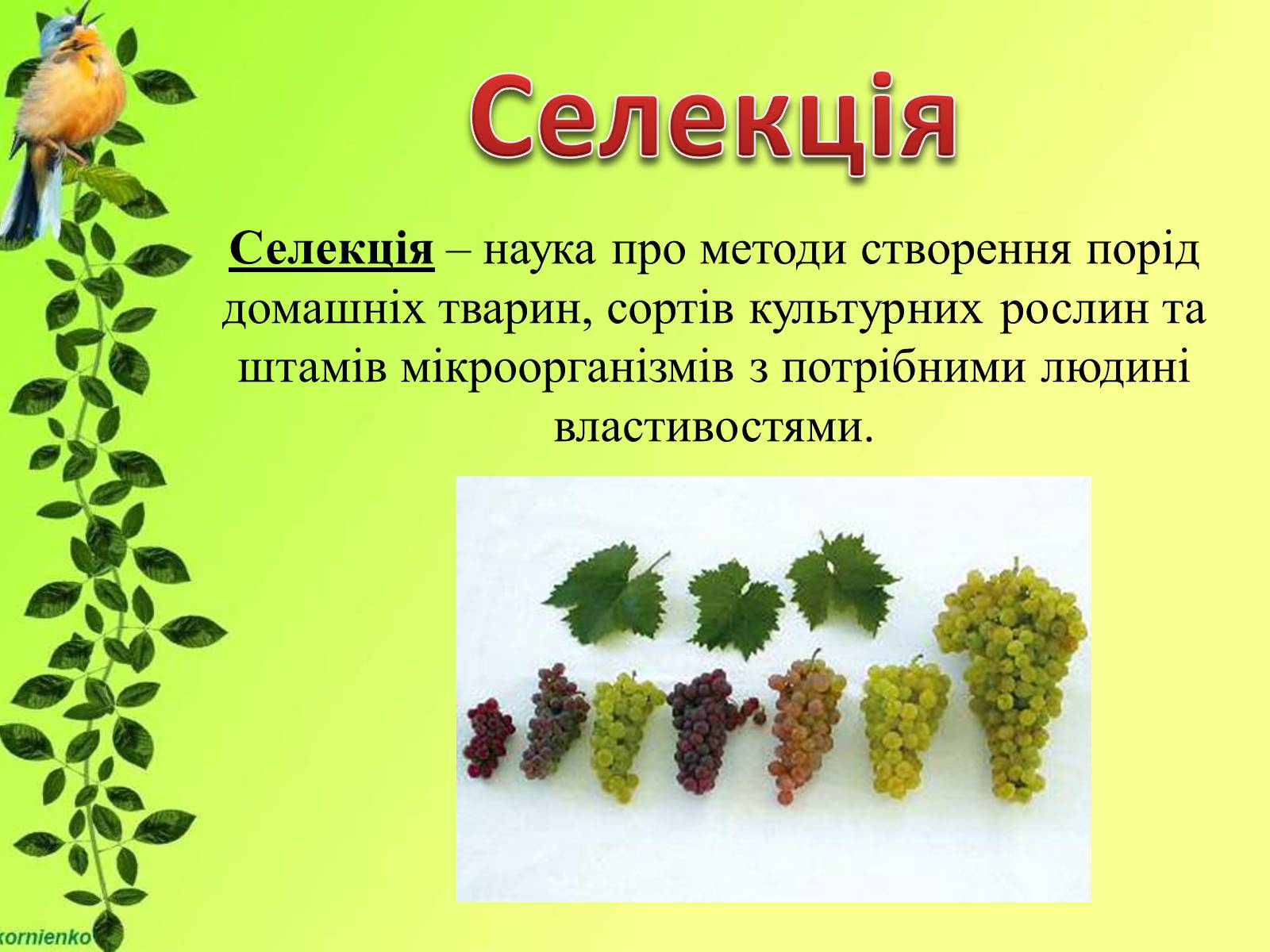 Презентація на тему «Біологічні науки» - Слайд #20 Презентація на тему «Біологічні науки» - Слайд #20