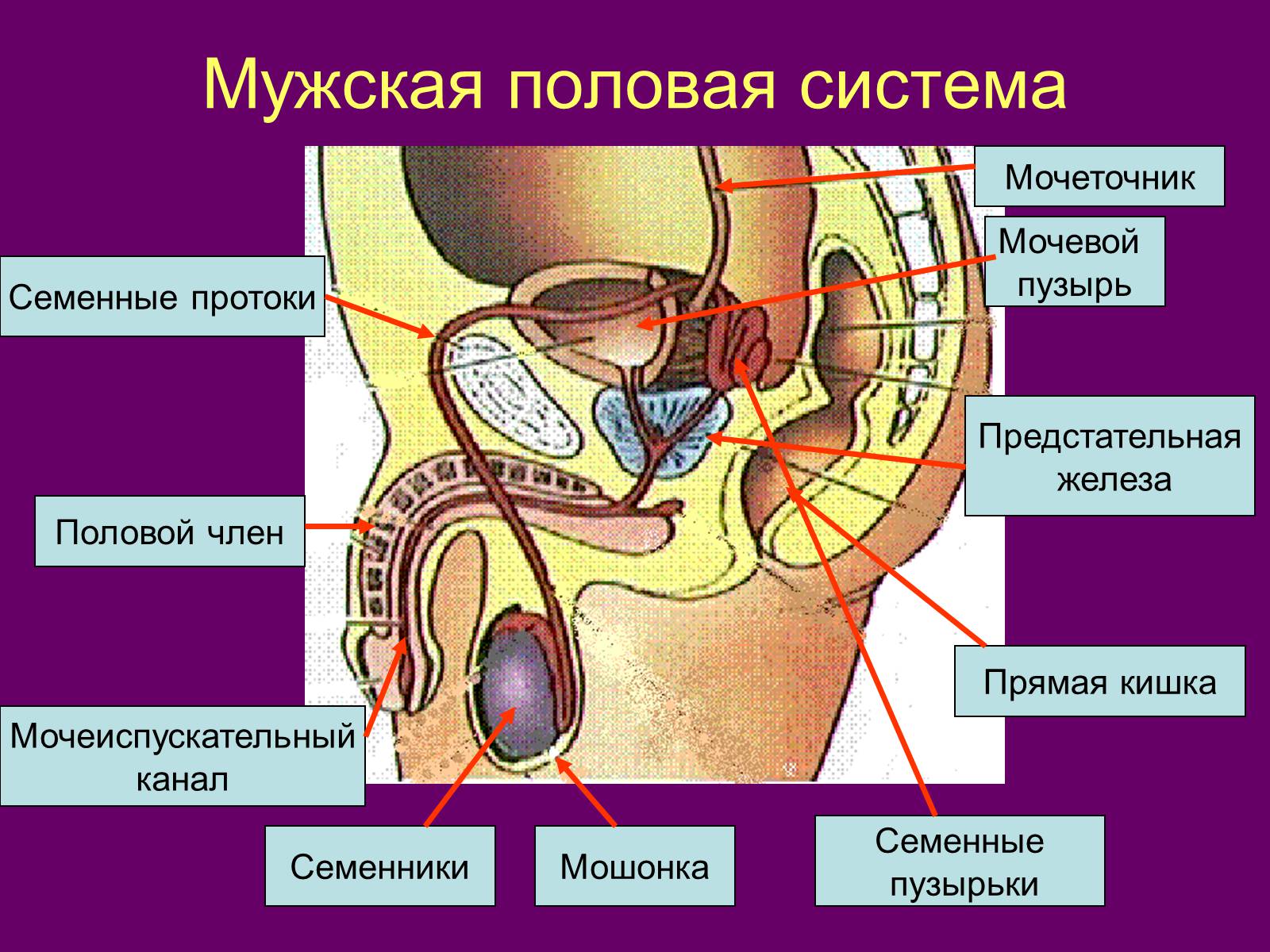Презентація на тему «Половая система человека» (варіант 1) - Слайд #2 Презентація на тему «Половая система человека» (варіант 1) - Слайд #2