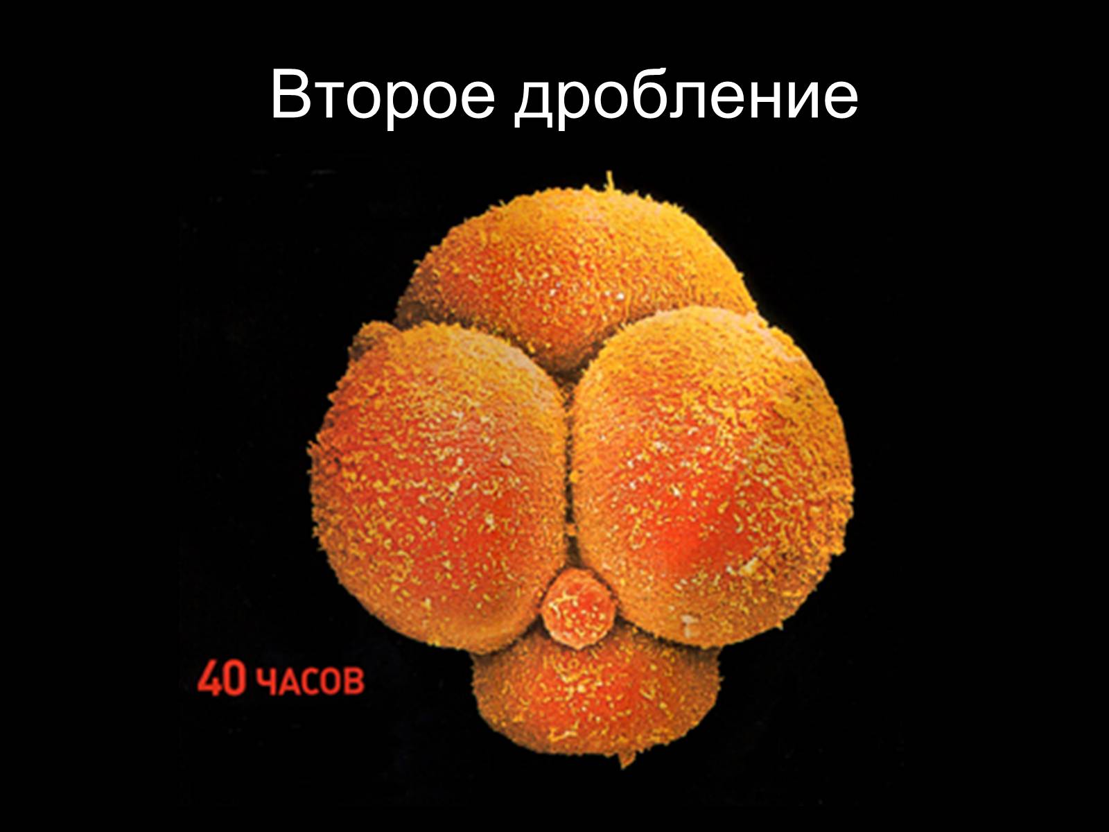 Презентація на тему «Половая система человека» (варіант 1) - Слайд #22 Презентація на тему «Половая система человека» (варіант 1) - Слайд #22