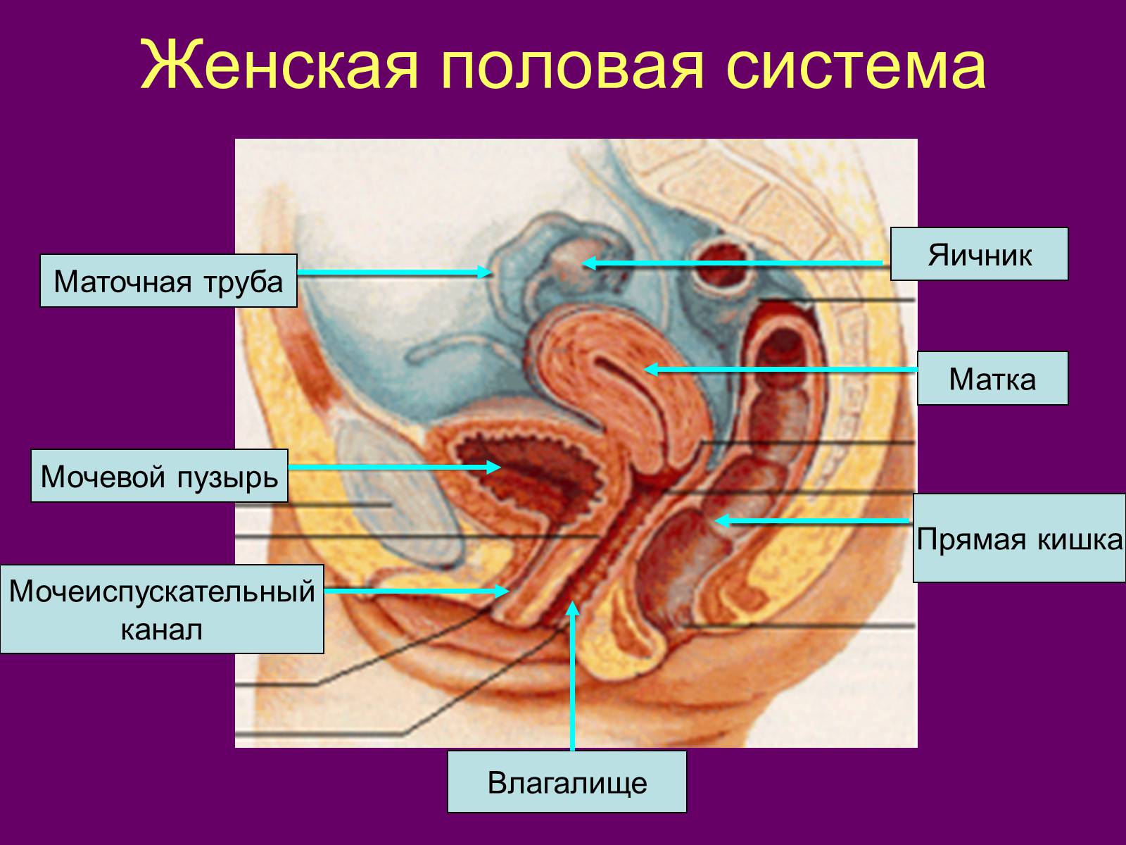 Презентація на тему «Половая система человека» (варіант 1) - Слайд #5 Презентація на тему «Половая система человека» (варіант 1) - Слайд #5