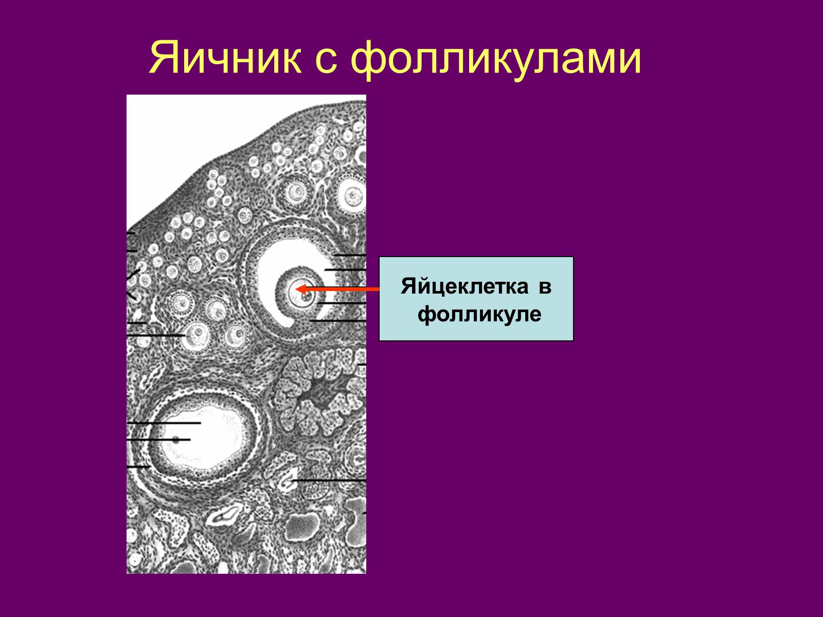 Презентація на тему «Половая система человека» (варіант 1) - Слайд #7 Презентація на тему «Половая система человека» (варіант 1) - Слайд #7