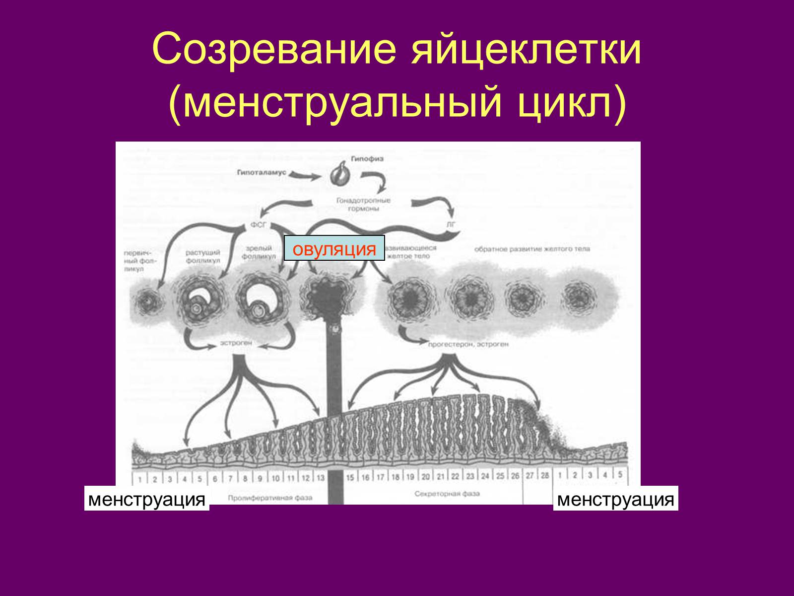 Презентація на тему «Половая система человека» (варіант 1) - Слайд #9 Презентація на тему «Половая система человека» (варіант 1) - Слайд #9