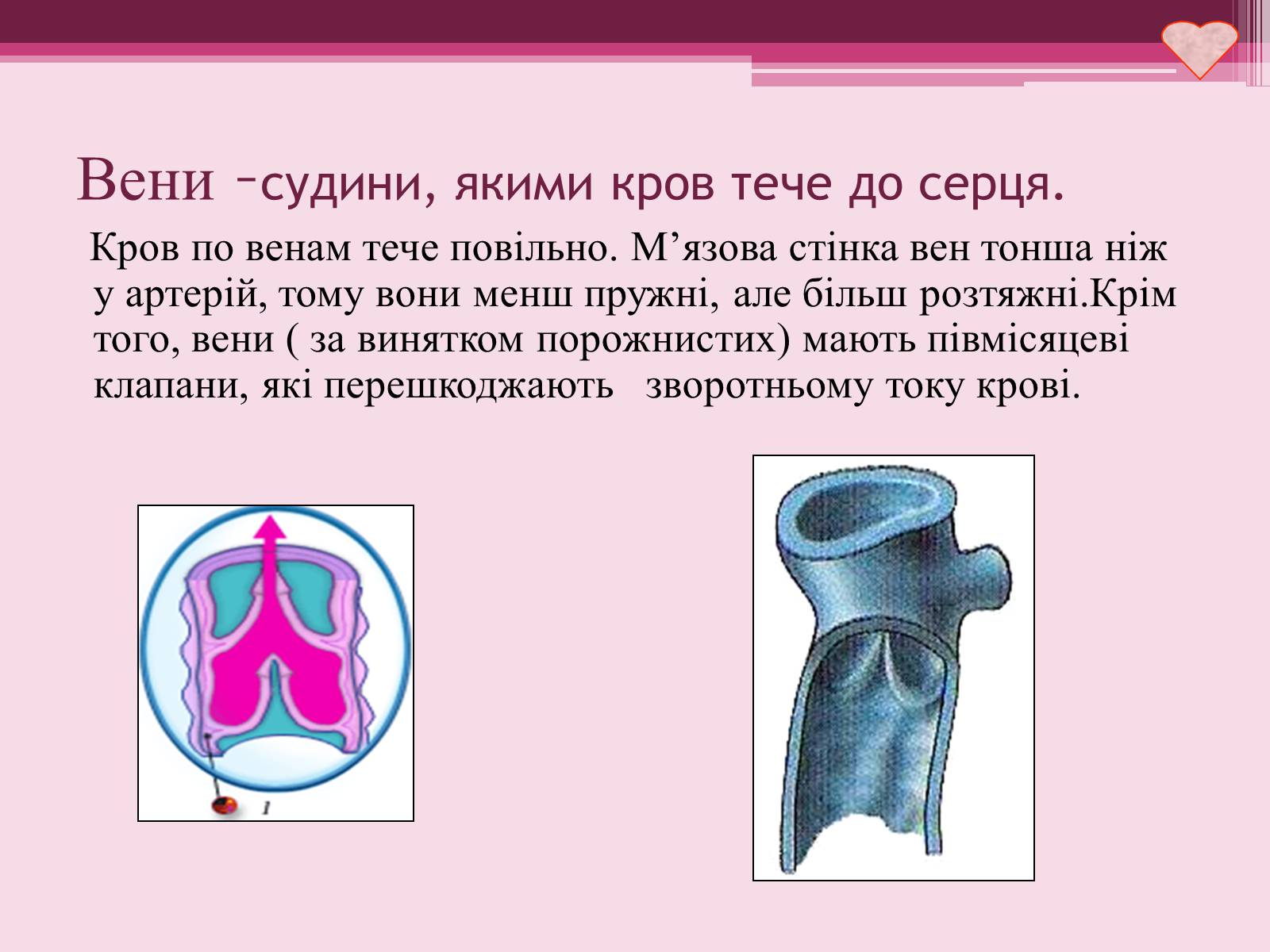 Презентація на тему «Серце» - Слайд #10 Презентація на тему «Серце» - Слайд #10