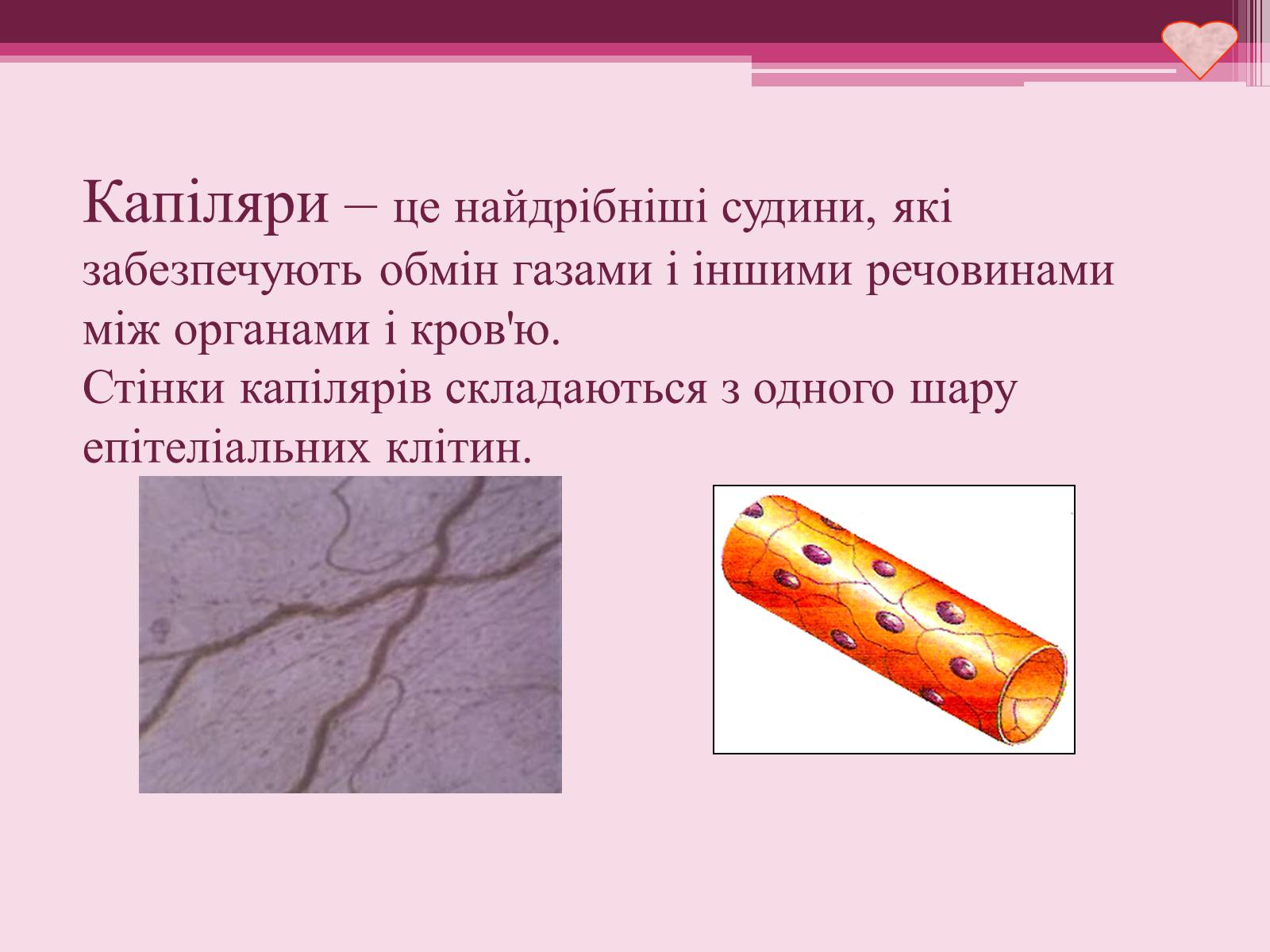 Презентація на тему «Серце» - Слайд #11 Презентація на тему «Серце» - Слайд #11