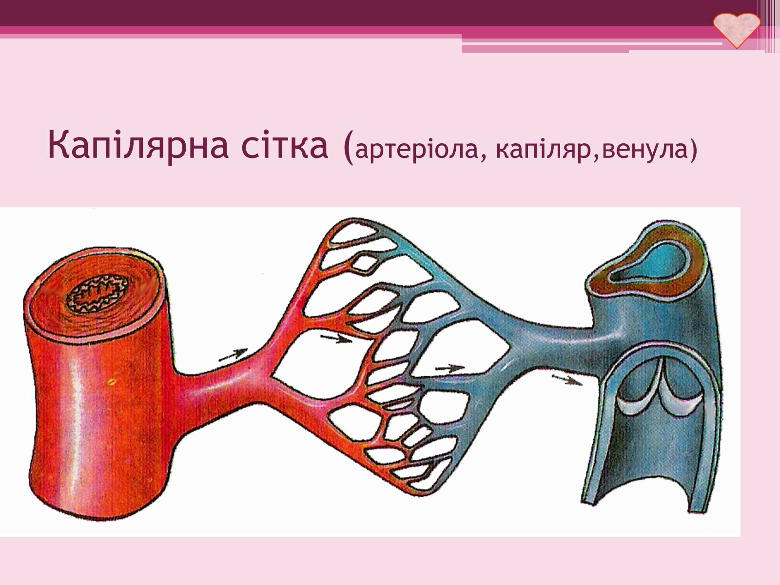 Презентація на тему «Серце» - Слайд #12 Презентація на тему «Серце» - Слайд #12