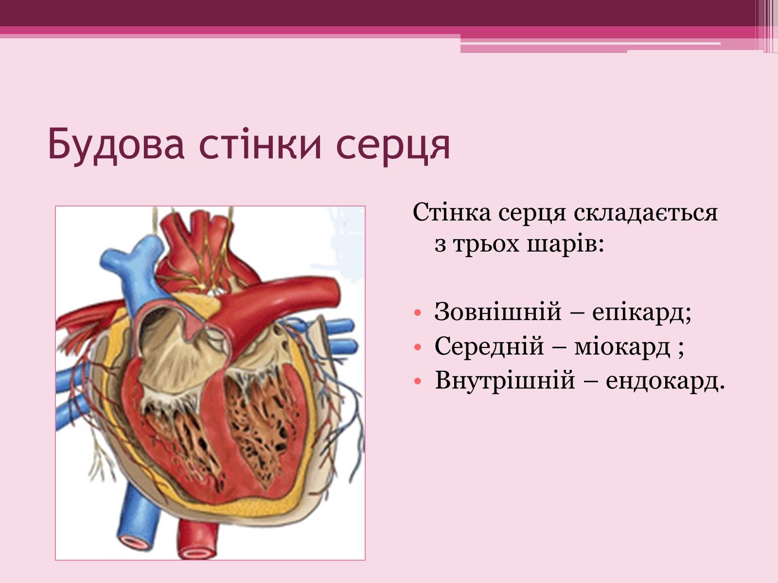 Презентація на тему «Серце» - Слайд #4 Презентація на тему «Серце» - Слайд #4