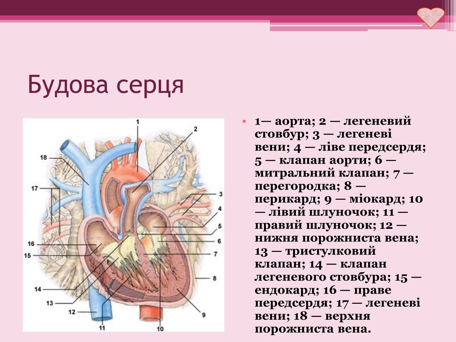 Презентація на тему «Серце» - Слайд #5 Презентація на тему «Серце» - Слайд #5