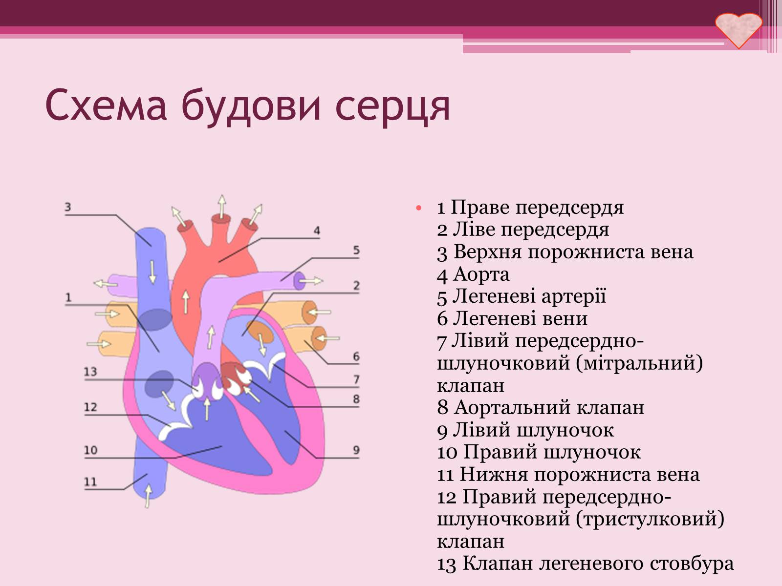 Презентація на тему «Серце» - Слайд #6 Презентація на тему «Серце» - Слайд #6