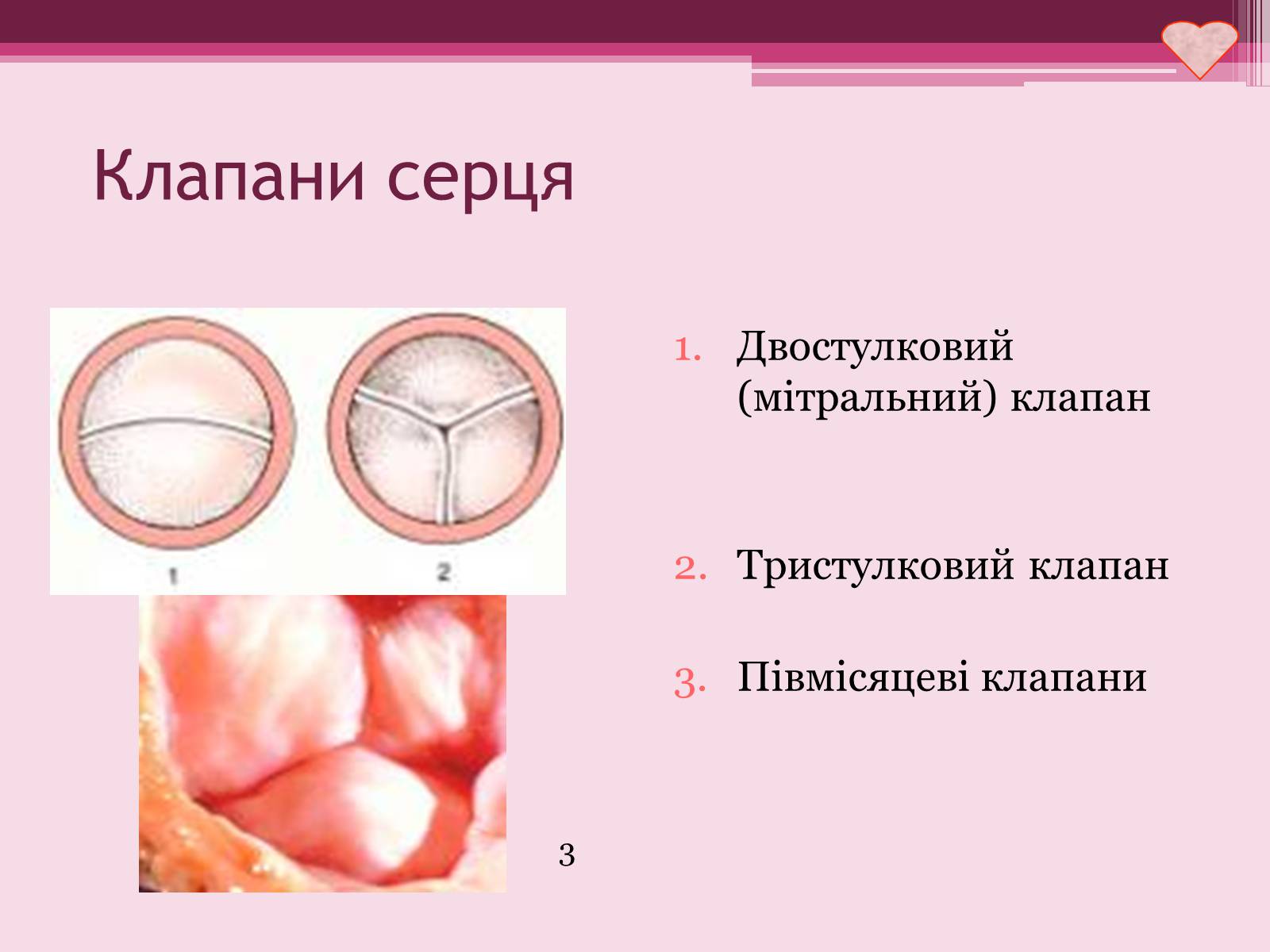 Презентація на тему «Серце» - Слайд #7 Презентація на тему «Серце» - Слайд #7