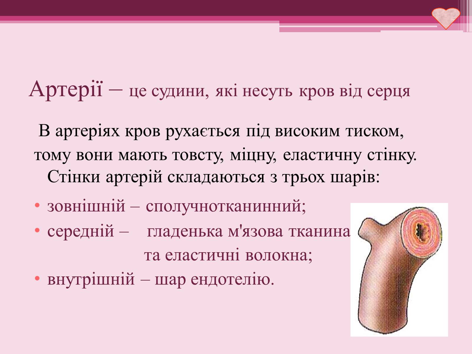 Презентація на тему «Серце» - Слайд #9 Презентація на тему «Серце» - Слайд #9