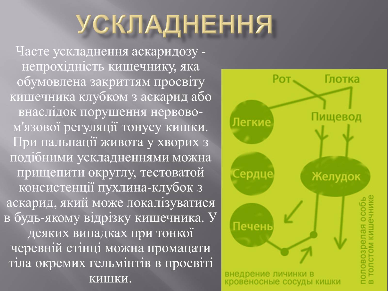 Презентація на тему «Аскариди» - Слайд #16 Презентація на тему «Аскариди» - Слайд #16