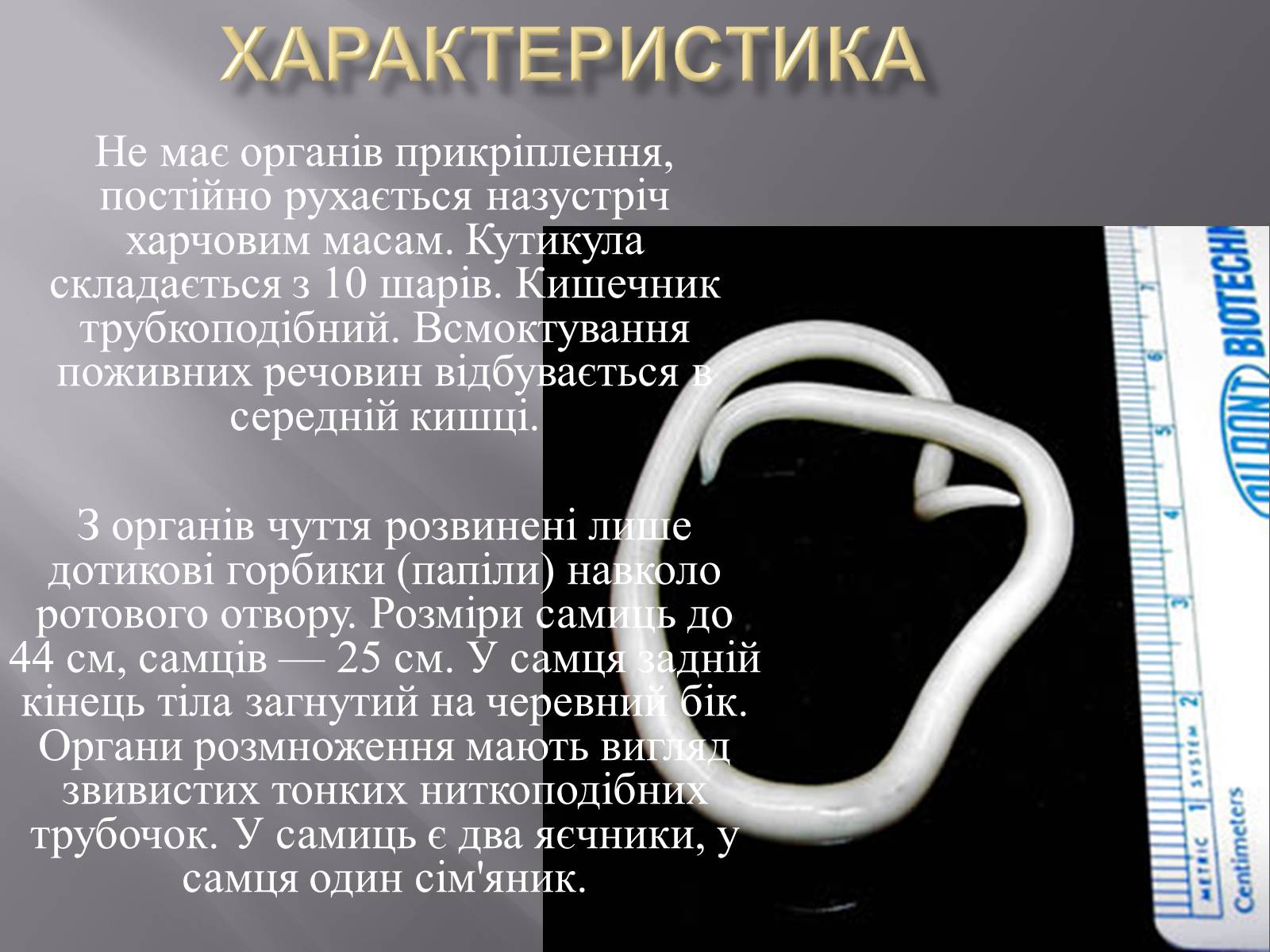 Презентація на тему «Аскариди» - Слайд #8 Презентація на тему «Аскариди» - Слайд #8