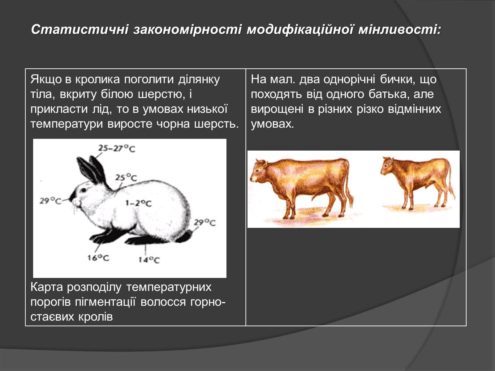 Презентація на тему «Модифікаційна мінливість» (варіант 2) - Слайд #6 Презентація на тему «Модифікаційна мінливість» (варіант 2) - Слайд #6