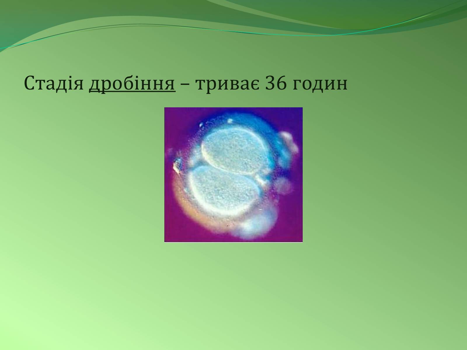 Презентація на тему «Етапи індивідуального розвитку організмів» - Слайд #10 Презентація на тему «Етапи індивідуального розвитку організмів» - Слайд #10