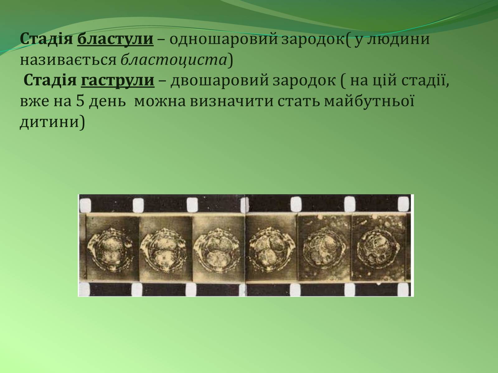 Презентація на тему «Етапи індивідуального розвитку організмів» - Слайд #11 Презентація на тему «Етапи індивідуального розвитку організмів» - Слайд #11