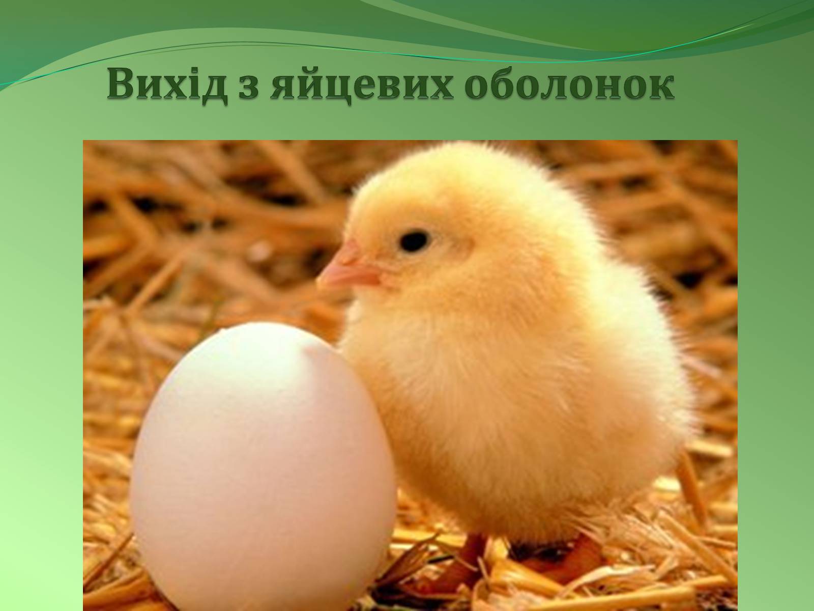 Презентація на тему «Етапи індивідуального розвитку організмів» - Слайд #14 Презентація на тему «Етапи індивідуального розвитку організмів» - Слайд #14