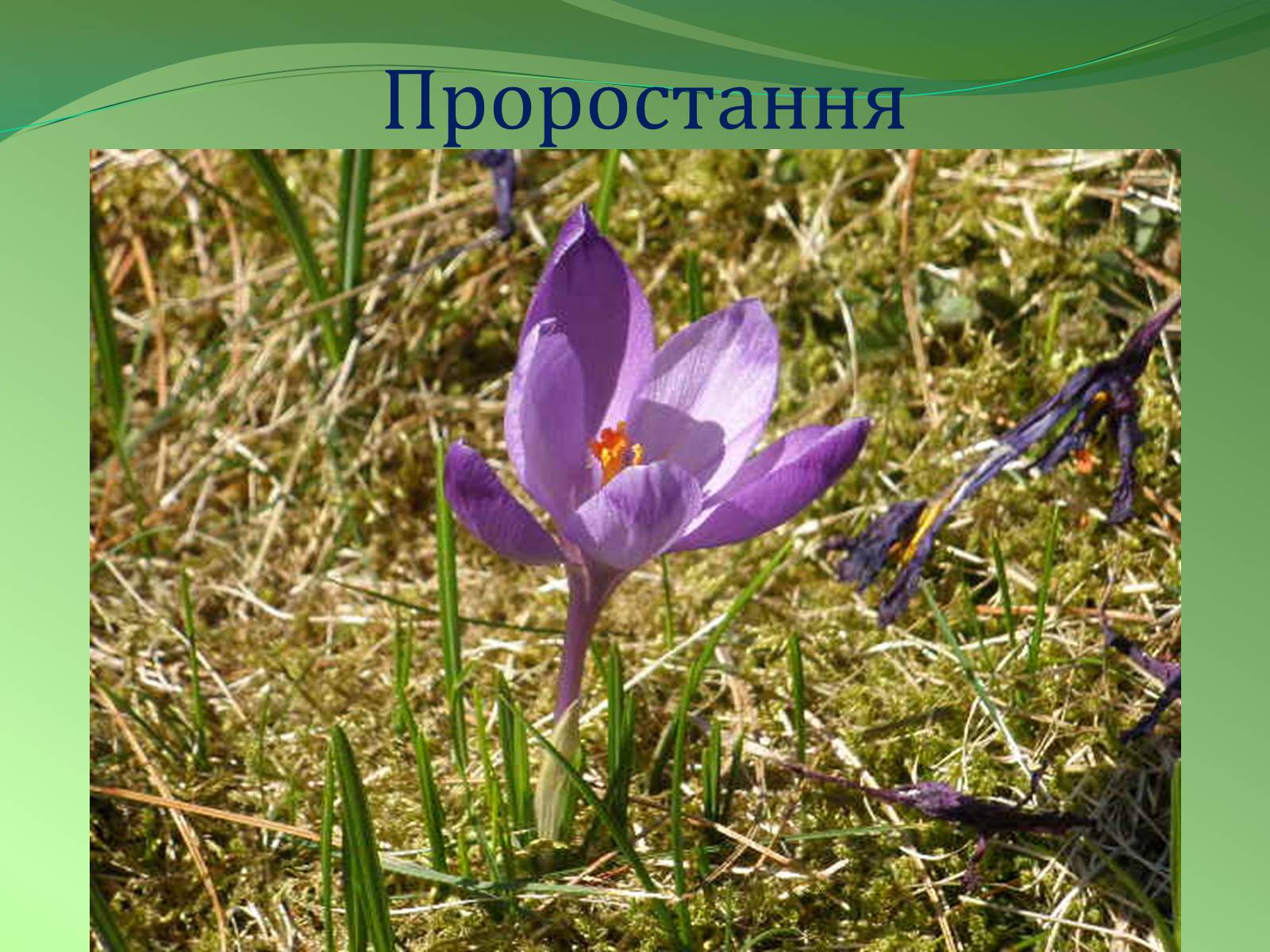 Презентація на тему «Етапи індивідуального розвитку організмів» - Слайд #15 Презентація на тему «Етапи індивідуального розвитку організмів» - Слайд #15